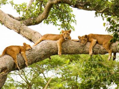 Queen elizabeth national park named among the best parks