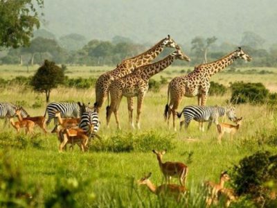 uganda commemorates wildlife day