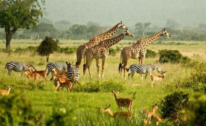 uganda commemorates wildlife day