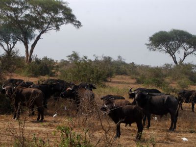 Buffalos bujuku ecotours