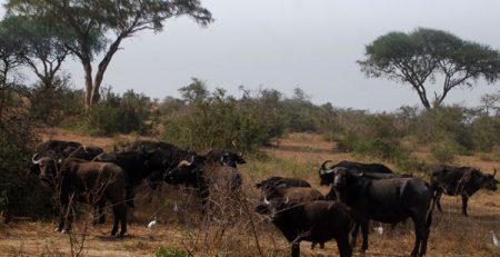 Buffalos bujuku ecotours