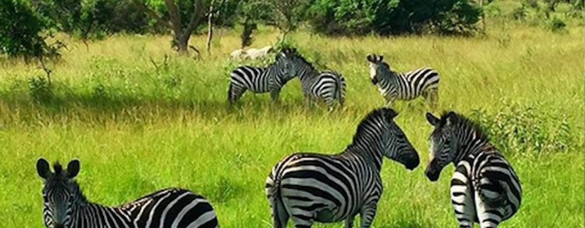 Uganda travel guide and destinatiosn