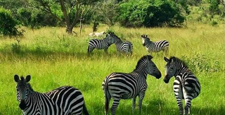 Uganda travel guide and destinatiosn