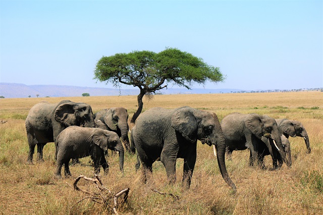 5 Days Kenya wildlife safari in Mount Kenya region, Lake Naivasha and Maasai Mara