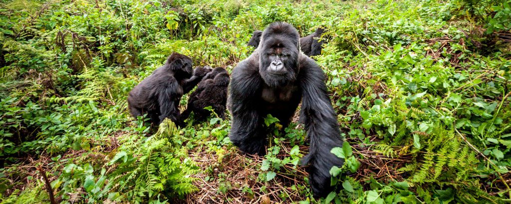 gorillas uganda