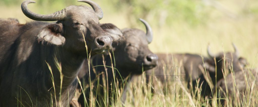 9 days uganda exclusive wildlife safari