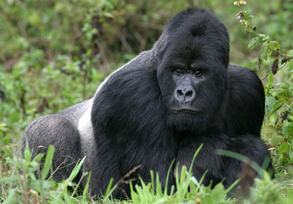 Bwindi impenetrable forest gorilla