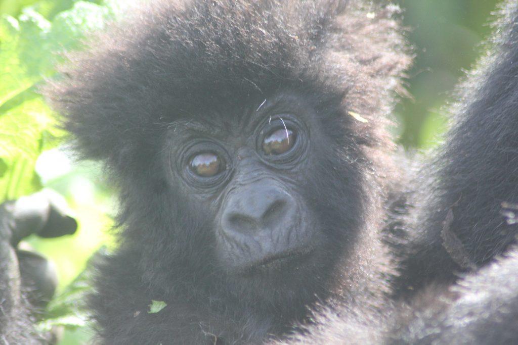 tracking gorillas in congo