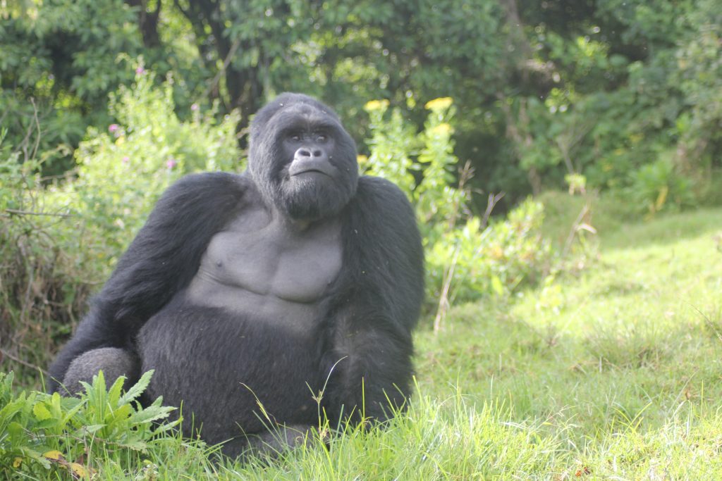 gorillas in virunga national park