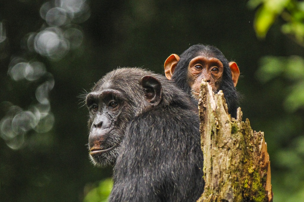2 Days Chimpanzee tracking in Rwanda Nyungwe Forest Park