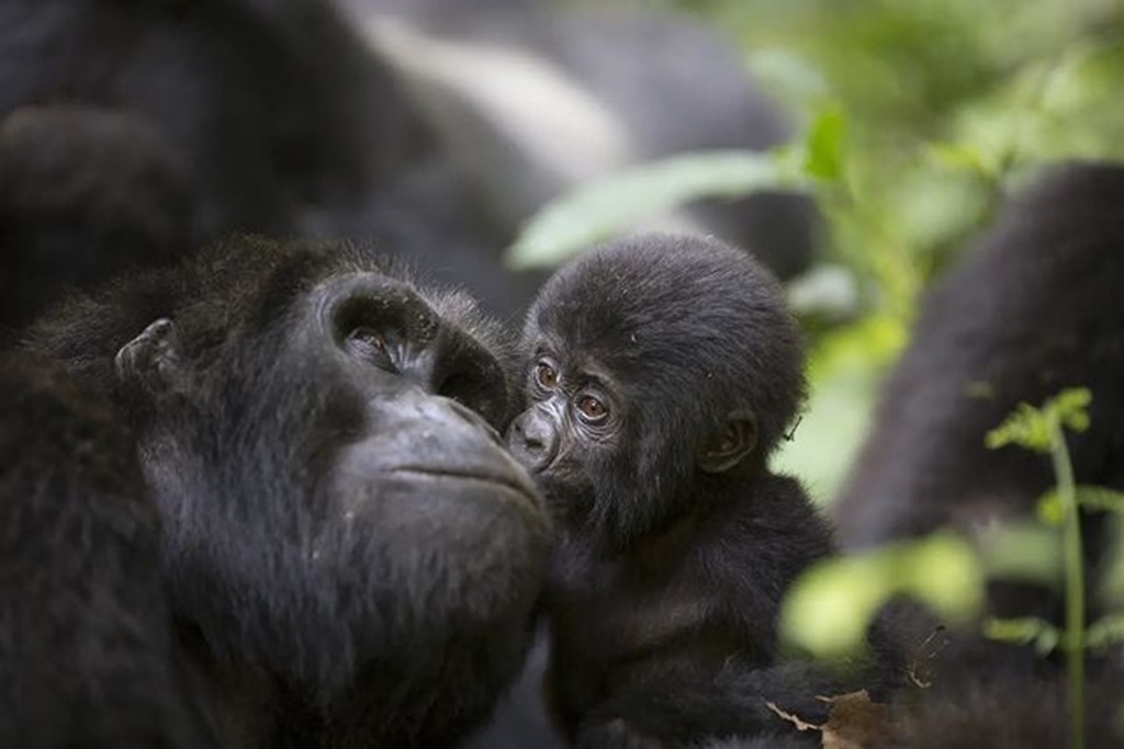 3 Days Rwanda Gorilla trekking safari in Volcanoes national park