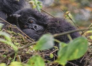 3 Days Rwanda Gorilla trekking safari in Volcanoes national park