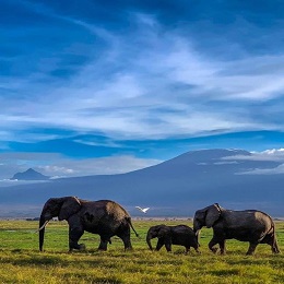 7 Days Kenya Amboseli, Lake Nakuru and Maasai Mara wildlife Safari