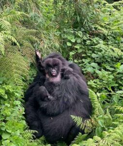 5 Days Congo Gorilla Trekking and Nyiragongo hiking safari