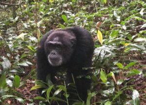 2 Days Chimpanzee tracking in Rwanda Nyungwe Forest Park