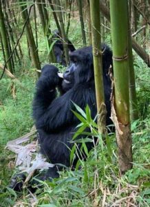 4 Days Rwanda Gorilla and Golden monkey Trekking Safari