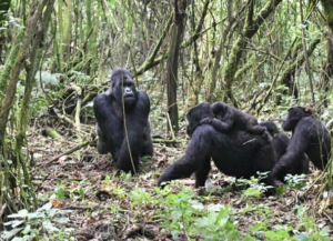 7 Days Uganda Primates, Wildlife & Culture Adventure