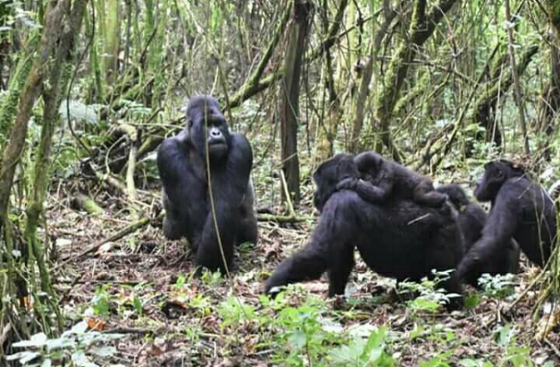 Gorilla tracking bwindi forest