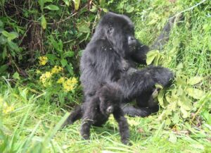 5 Days Chimpanzee and Gorilla trekking Rwanda Safari