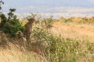 3 Days Kidepo national park Wildlife Safari