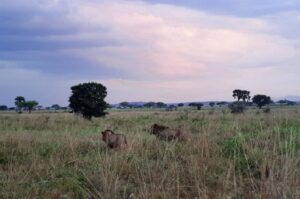 3 Days Kidepo national park Wildlife Safari