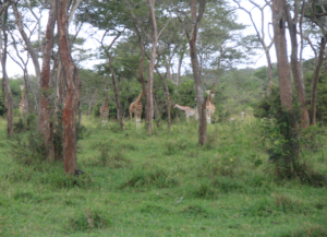 2 Days Lake Mburo Uganda Wildlife Safari Tour