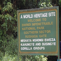 Where To Go For Gorilla Trekking In Uganda