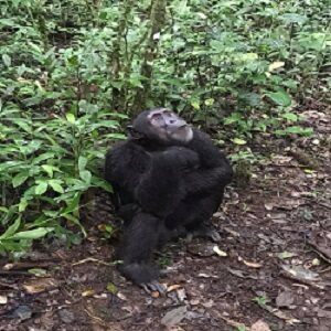 chimpanzee tracking safari