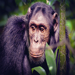 Chimpanzee Tracking in East Africa