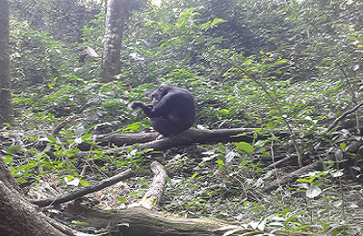 chimpanzee grooming, kibale national park