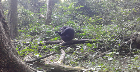 chimpanzee grooming, kibale national park
