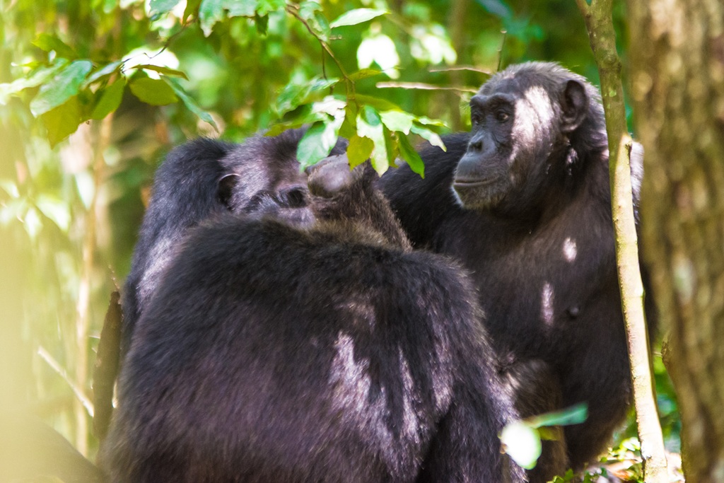 Chimpanzee grooming experience during Chimpanzee tracking