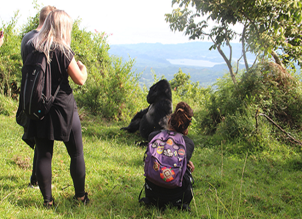 5 days mgahinga gorilla, golden monkey tracking and lake mburo safari