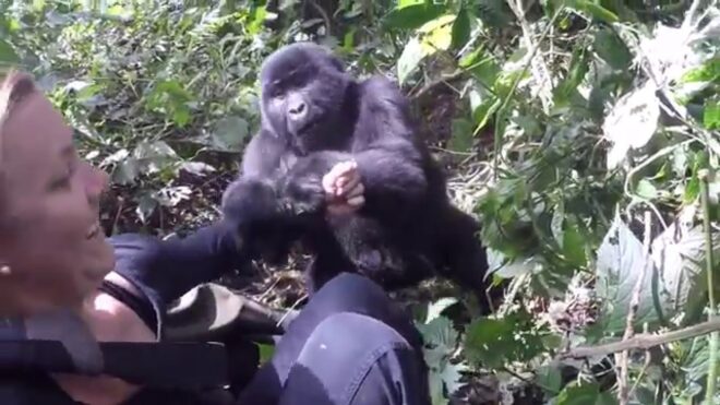 5 Days Mgahinga Gorillas, Golden monkey and Lake Mburo safari