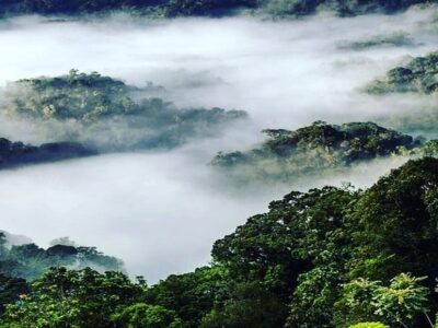 9 Things to do and see in Bwindi impenetrable forest