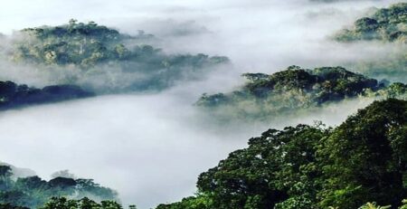 9 Things to do and see in Bwindi impenetrable forest