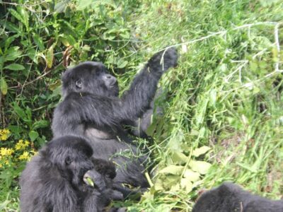 Mountain gorilla families in Uganda