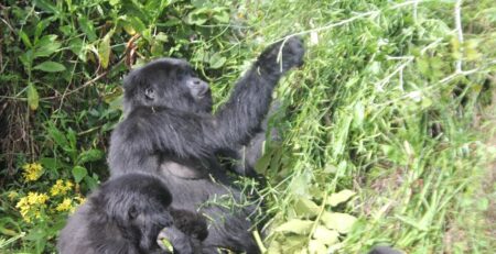 Mountain gorilla families in Uganda