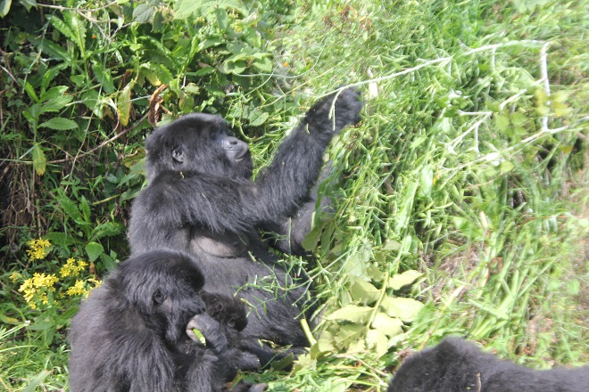 Mountain gorilla families in Uganda
