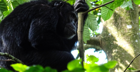 Budget Chimpanzee tracking safari in Kalinzu forest in Uganda