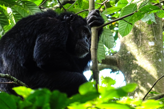 Budget Chimpanzee tracking safari in Kalinzu forest in Uganda