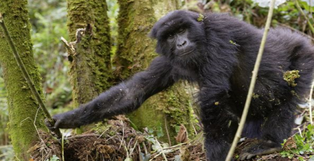 Get to know gorillas, 10 interesting facts