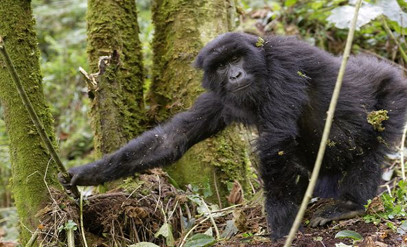 Get to know gorillas, 10 interesting facts