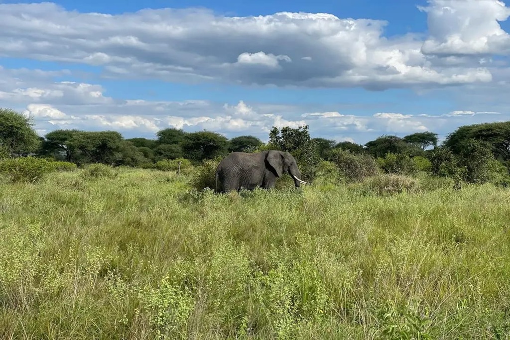 12 Days Kenya Tanzania Safari and Hadzabe Cultural Experience