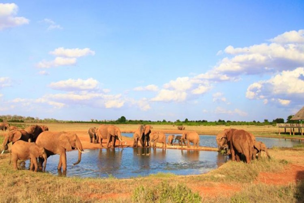 9 Days Amboseli Tsavo East and Kenyan Coast Safari