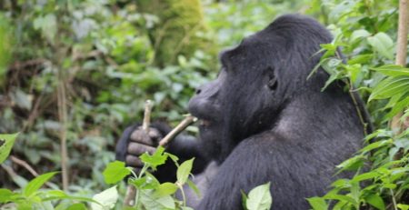 Best Time for Gorilla Trekking in Uganda