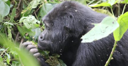 Budget Gorilla Tours