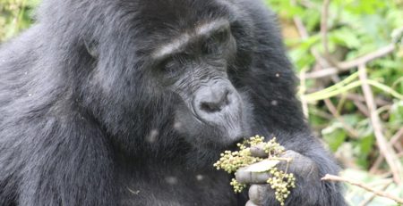 Age Limit for Gorilla Trekking