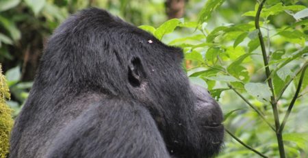 Comparing Gorilla Trekking in Uganda and Rwanda