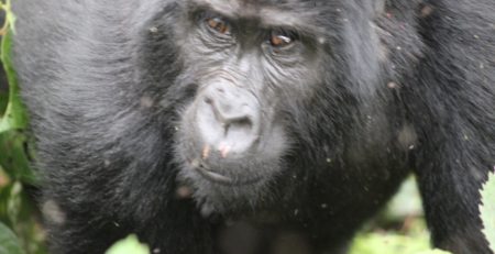 Gorilla Permits in Uganda